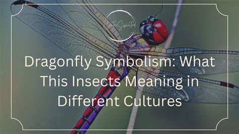 From Mythology to Contemporary Culture: The White Dragonfly in Different Contexts