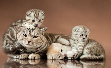 From Neoteny to Nurturing: The Evolutionary Factors That Make Kittens Irresistibly Cute