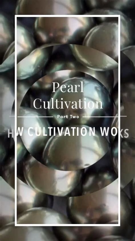 From Oyster to Jewelry: the Process of Cultivating White Pearls