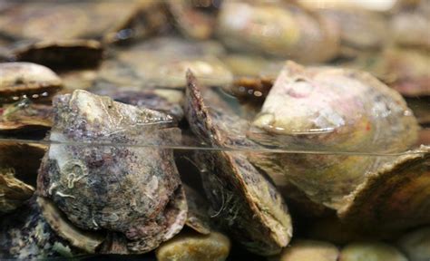 From Oysters to Celebrities: How Pearls Are Formed and Harvested