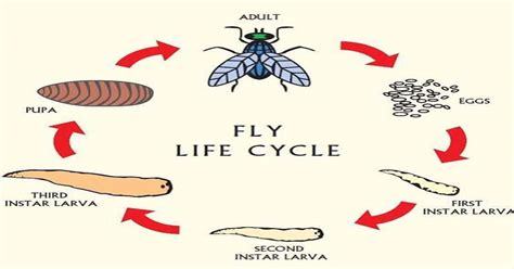 From Pest to Messenger: Various Explanations of the Fly