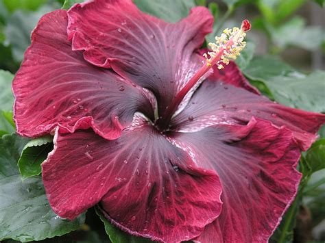 From Petals to Sky: The Towering Height of Giant Flowers