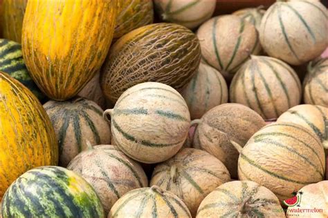 From Prosperity to Fertility: Exploring the Various Interpretations of Melon Seed Dreams