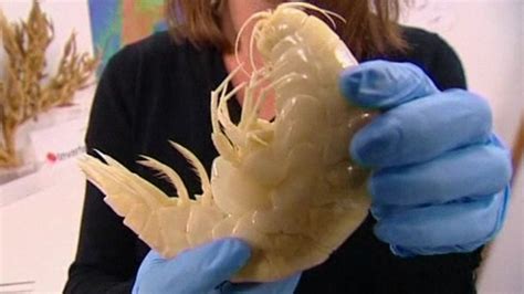 From Sea to Screen: Giant Crustaceans in Pop Culture and Media