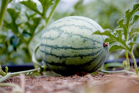 From Seed to Fruit: The Growing Process of Watermelons