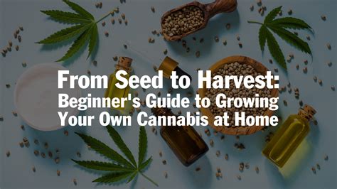 From Seed to Harvest: A Beginner's Guide to Cultivating Your Own Food