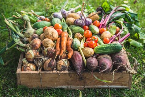 From Seed to Harvest: Exploring the Pleasures of Cultivating Your Own Food