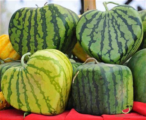 From Seed to Slice: Exploring the Diverse Varieties and Cultivation of Watermelon