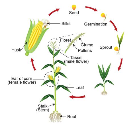 From Seed to Stalk: Understanding the Lifecycle of Maize Plants