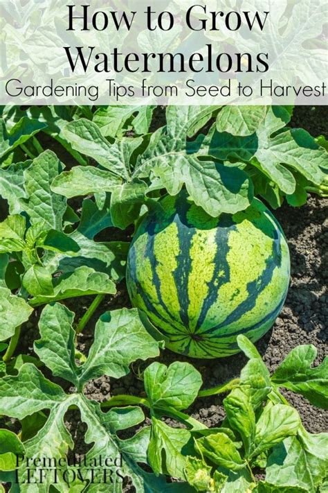 From Seed to Succulent: Cultivating Your Own Tempting Watermelons