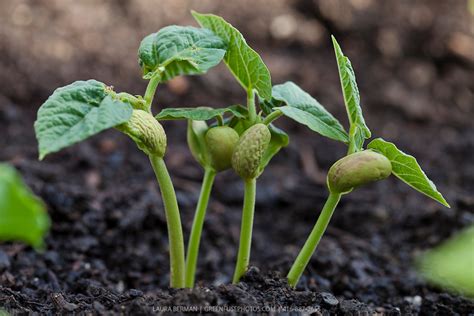 From Seeds to Sprouts: Nurturing and Cultivating Your Bean Plants