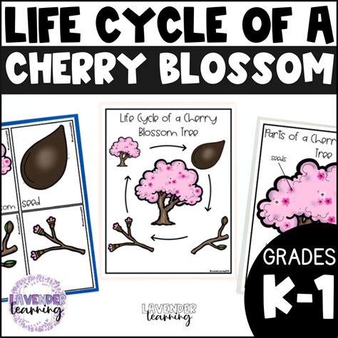 From Sprouts to Splendor: The Life Cycle of a Blossom