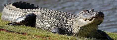 From Swamp to Plate: Sourcing Crocodile Meat for Culinary Delights