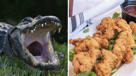 From Swamps to Restaurants: The Fascinating Journey of Alligator Meat