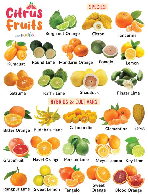 From Sweet to Tangy: Discovering the Different Flavors of Citrus Fruits