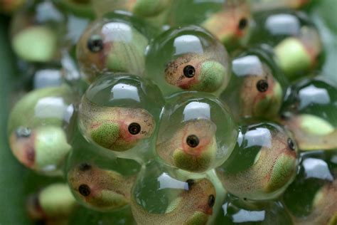 From Tiny Eggs to Aquatic Larvae: The Beginning of a Tadpole's Journey