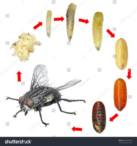 From Tiny Eggs to Enormous Larvae: The Growth Process