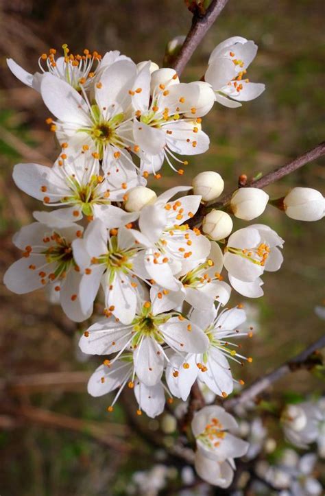 From Tradition to Romance: The Significance of Grasping Blossoms