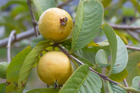 From Tree to Table: The Art of Harvesting Guavas