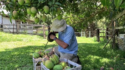 From Tree to Table: The Art of Mango Harvesting