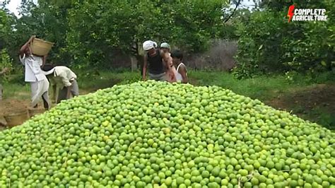 From Tree to Table: Understanding the Lemon Harvesting Process