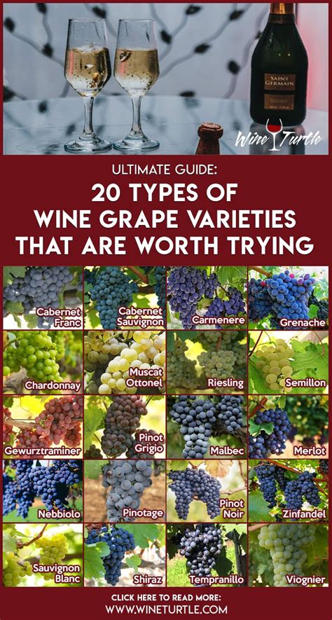 From Vine to Bottle: Exploring the Grape Varieties that Make Red, White, and Sparkling Wines Exceptional