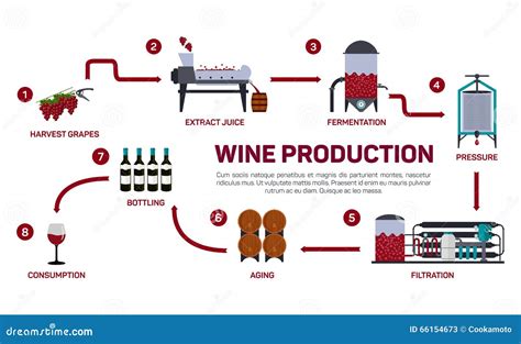 From Vine to Glass: Understanding the Wine Production Process