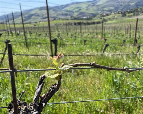 From Vineyard to Cellar: The Process of Crafting Amber Wine