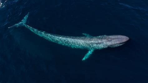 From the Depths of the Unconscious: Deciphering the Veiled Messages in Enormous Marine Creatures