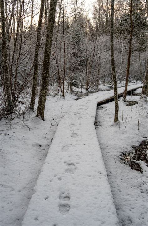 Frozen Tranquility: Enchanting Snow-Covered Woods