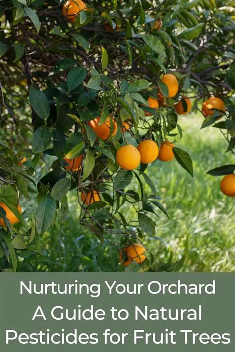 Fruit Tree Care: Nurturing Your Orchard for Optimal Growth and Yield