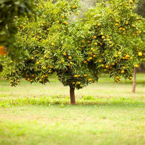 Fruit Trees for an Abundant Harvest in Your Backyard