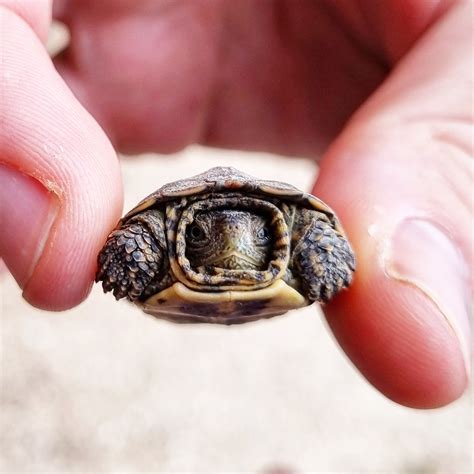 Fueling Your Passion for Teeny Turtles: A Path to Fulfillment