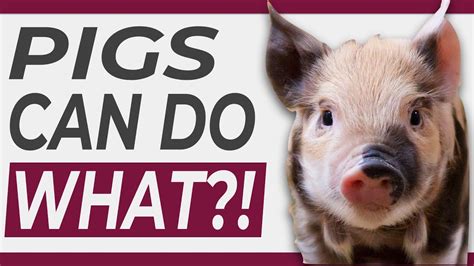 Fun Facts about Tiny Pigs: Surprising Revelations about Their Toilet Training Abilities