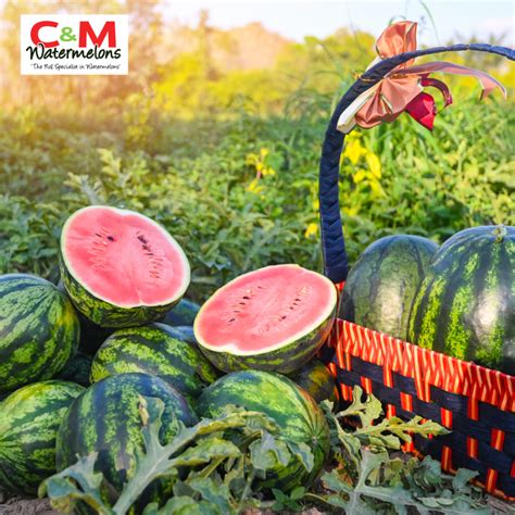 Fun Facts and Trivia: Explore the Astonishing World of Petite Watermelons