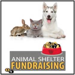 Fundraising for Cat Rescue: Making an Impact