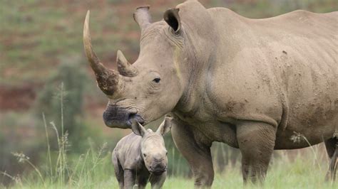 Future Outlook: Hope and Uncertainty for the Survival of the Majestic Ivory Rhino