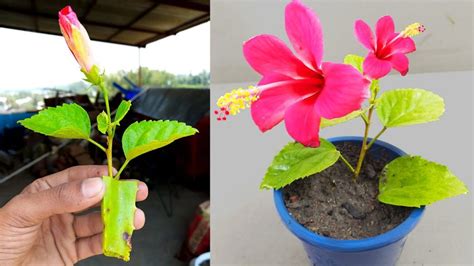 Gardening Tips for Cultivating Fiery Scarlet Hibiscus Flowers at Home