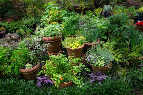 Gardening with Herbs: Cultivating Your Own Fragrant Oasis