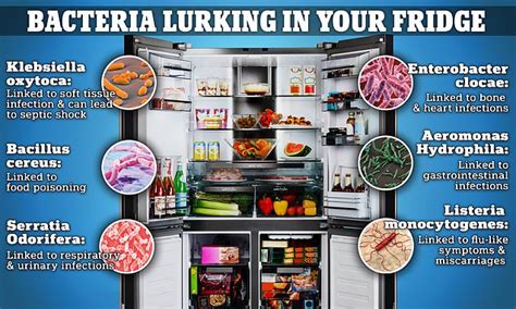 Germs and Bacteria: The Hidden Dangers Lurking in Your Fridge