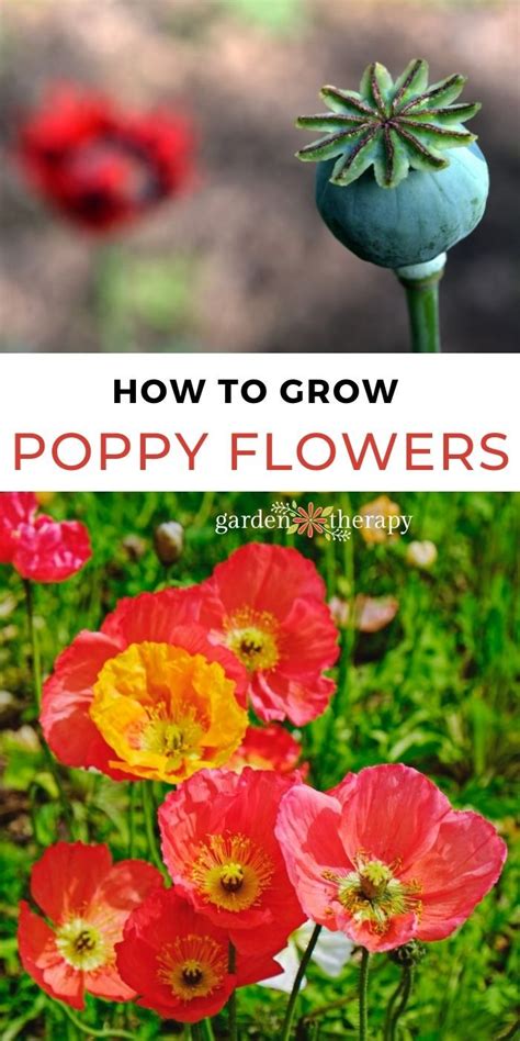 Get to Know Poppy Rockrose