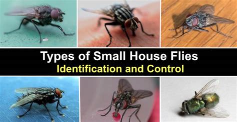 Getting Started: Identifying House Flies and Their Habitats