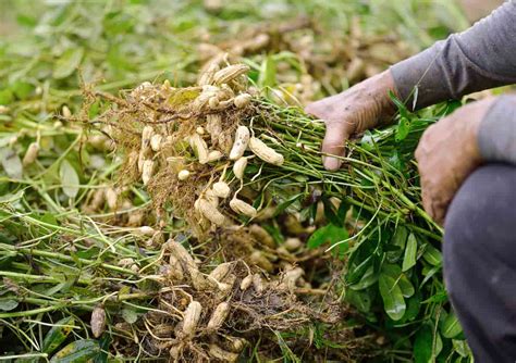 Getting Started with Groundnut Cultivation: Essential Tips for Novices