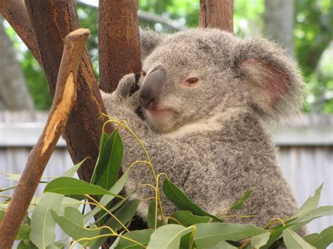 Getting Up Close and Personal: Tips for Interacting with Koalas Responsibly