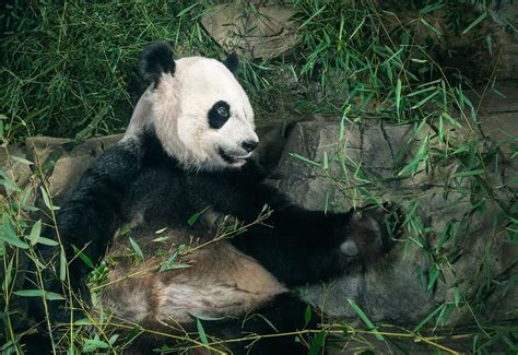 Getting Up Close and Personal with Pandas