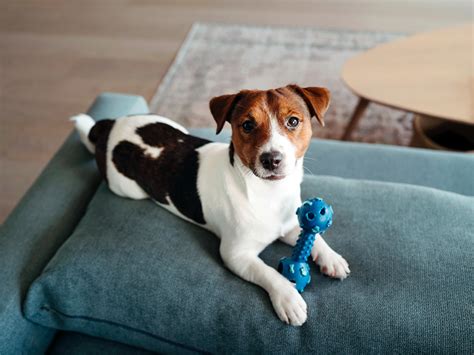 Getting Your Home Ready for a New Canine Companion