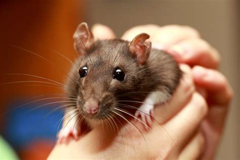 Getting to Know Fancy Rats: A Novice's Introduction