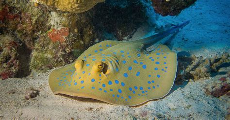 Getting to Know the Giant: Discovering the Stingray