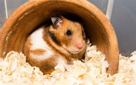 Giant Hamsters as Pets: Pros and Cons of Keeping These Unique Creatures