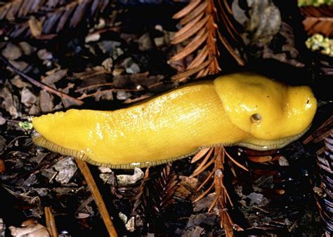 Giant Slugs in Different Ecosystems: From Tropical Rainforests to Polar Regions